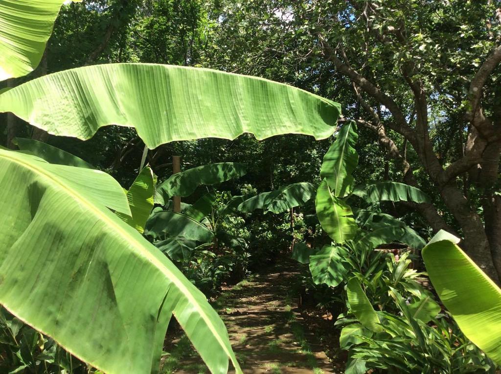 Dreamsea Surf Resort Nicaragua サン・フアン・デル・スル エクステリア 写真